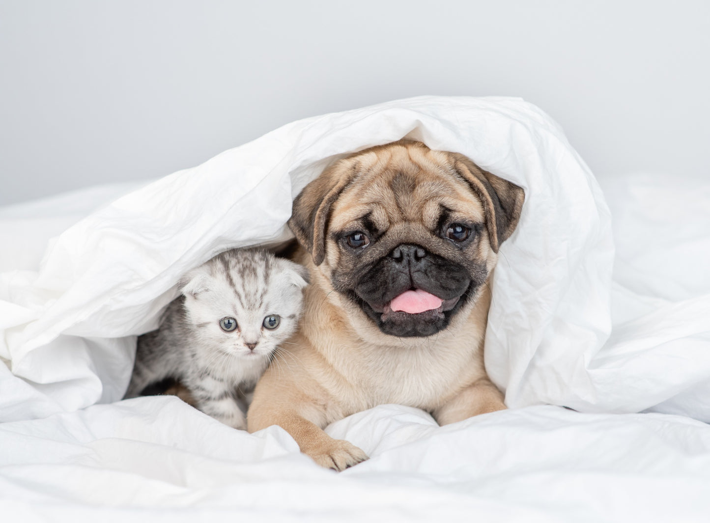 20 curiosità da sapere su cani e gatti - Vol 2