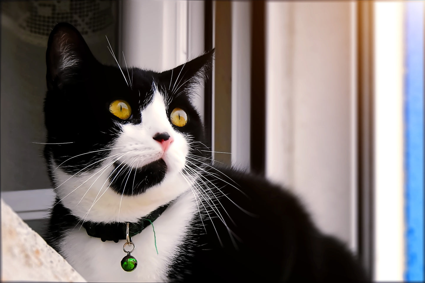 Perché non dovresti mettere un campanello al tuo gatto