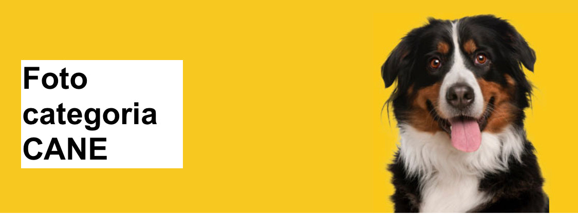CATEGORIE CANE